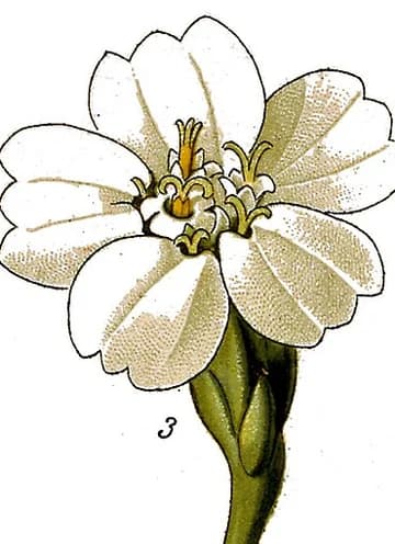 Detail of a single yarrow flower
