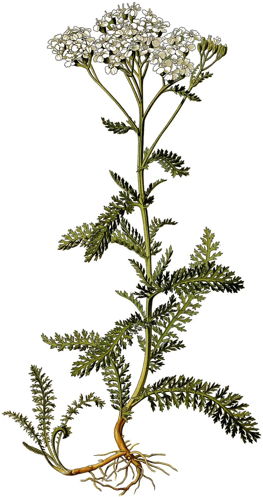 Botanical illustration of a yarrow plant